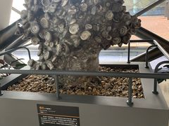 -贝林大翅鲸简餐厅(国家海洋博物馆店)