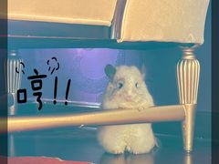 -龙猫仔乐园(惠福东路店)