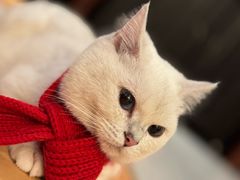 -美联众合动物医院·24h转诊中心