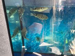 -肆月河豚·新淮扬(金融街店)