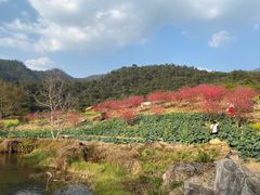 -广州市石门国家森林公园