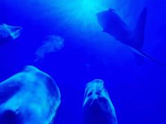 -海合安成都极地海洋公园