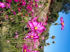-松山湖梦幻百花洲