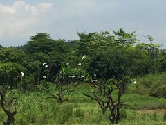 -鹤之洲湿地公园