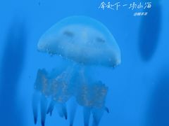 -泉城欧乐堡海洋极地世界