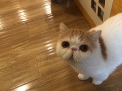 -滚猫咖啡·猫咖·猫友好撸猫(未来城店)