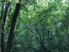 -青龙山国家森林公园