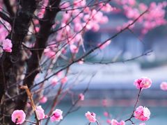 -望江楼公园