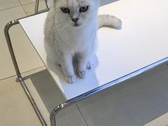 -怪兽屋·羊驼·猫咖·狗咖(俊华广场店)