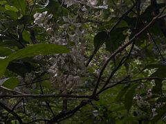 -莫里热带雨林景区