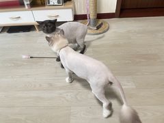 -哈尼爱宠·宠物生活会馆