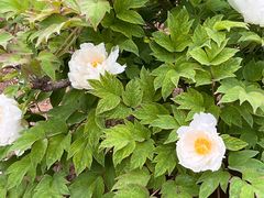 -国家植物园南园