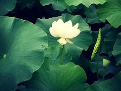 -三圣花乡旅游区