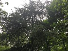 -南山植物园