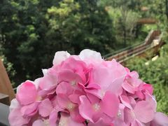 -紫云台香草园