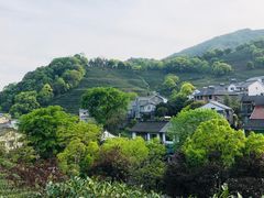 -龙井村