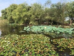 -长兴太湖图影湿地文化园