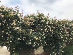 -都江堰玫瑰花溪谷