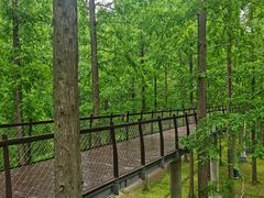 -黄海国家森林公园