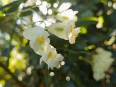 -墨尔本皇家植物园