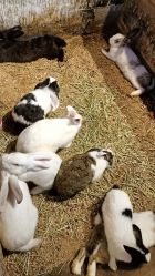 -酷嗒动物文化乐园(cutezoo西溪乐天城店)