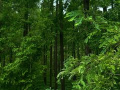 -黄海国家森林公园