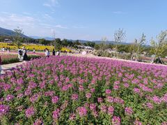 -径山花海