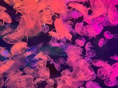 -多彩贵州城极地海洋世界