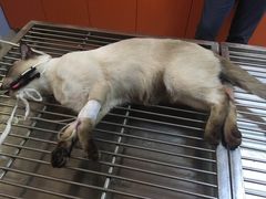-瑞派福兴宠物医院犬猫全科·骨科·中西医结合(河东店)