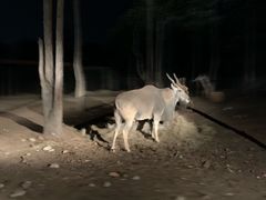 -清迈夜间动物园