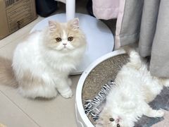 -lincat·猫舍(广州店)