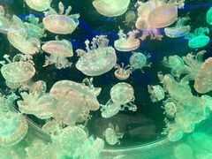 -海合安成都极地海洋公园