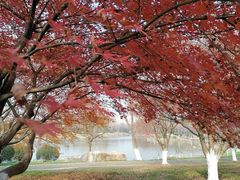 -贡湖湾湿地公园
