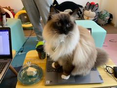 -猫在这儿猫咪咖啡馆·撸猫馆