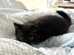 -宠物星动物医院·眼科·异宠·猫科(江南大道总院)