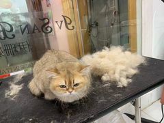 -车接车送·寄养洗护·德文猫舍(大宁店)