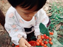 -樱桃山旅游景区