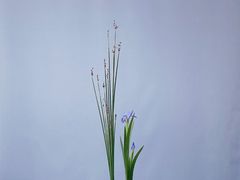 -西湖国宾馆·紫薇厅