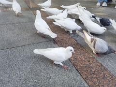 -顺峰山公园