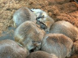 点击看大图 -Zoolung Zoolung动物主题公园(海信广场店)