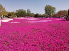 -石家庄市植物园