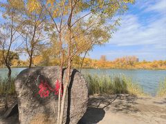 -金塔沙漠胡杨林景区