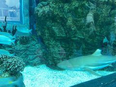 -乐从天佑城海洋馆