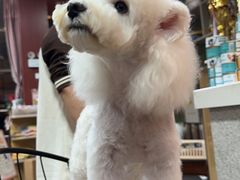 -优米宠物美容(体育场路店)