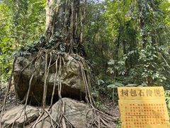 -莫里热带雨林景区