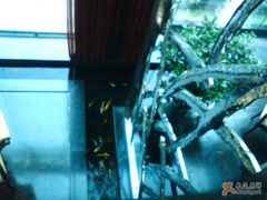 鱼。。。可惜看不清楚-唐廊烤鸭店(工体店)