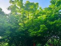 -南京古林公园