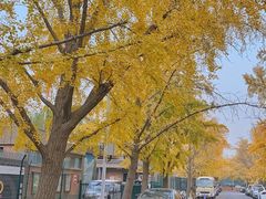 -三里屯东五街银杏大道