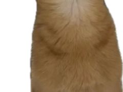 -伟伟宠物医院·CT影像中心·瑞派犬猫综合性门诊(汉口总院)