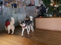 -Husky Go! 哈士奇体验馆·宠物咖啡厅狗咖